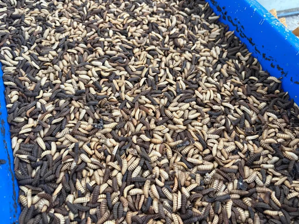 A blue biopond tray packed with black soldier fly larvae and darker pre-pupae