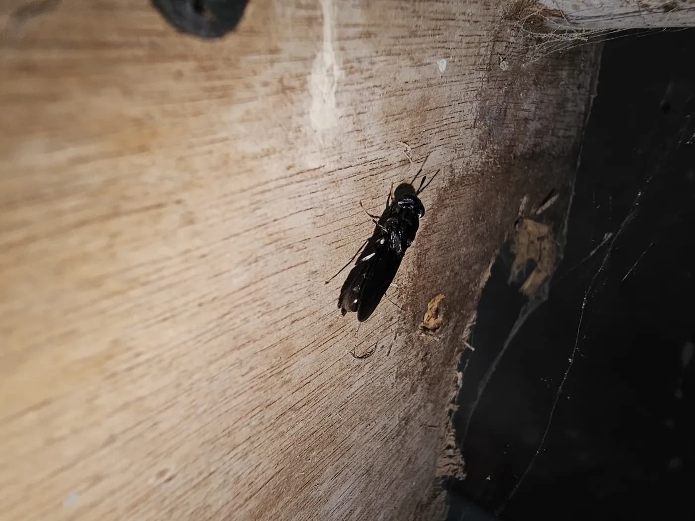 An adult black soldier fly on a wooden board, wings folded along its body