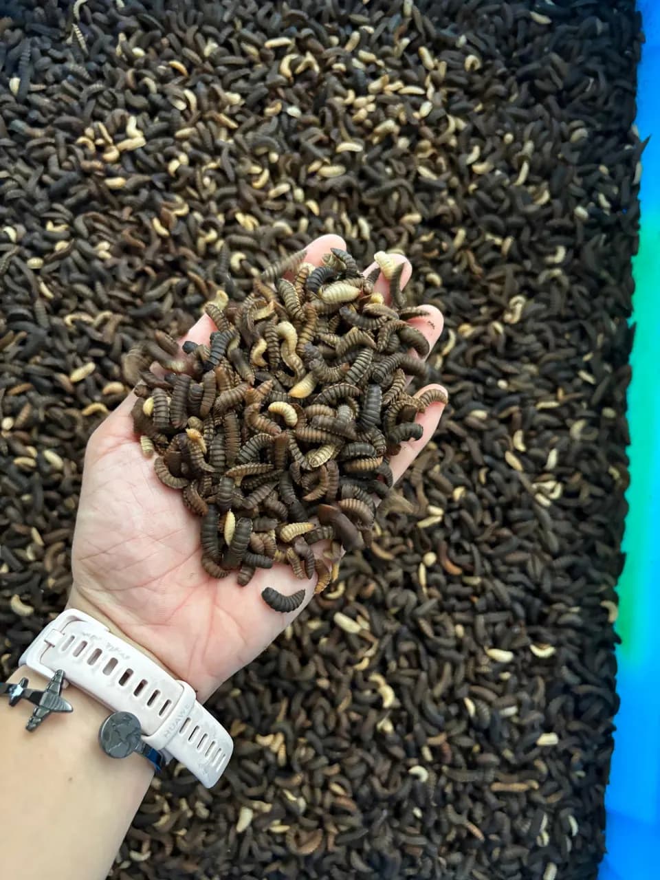 A handful of black soldier fly larvae and darker pre-pupae held over a blue harvest tray