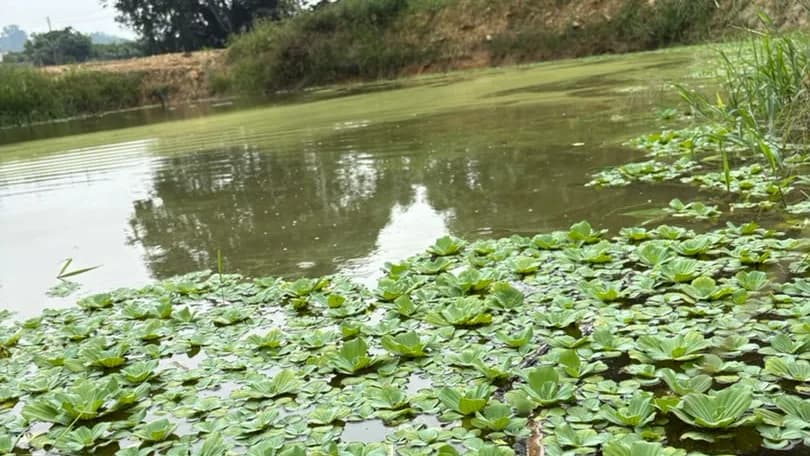 Floating water plants covering the near side of a pond at the Hub, with a grassy bank and trees beyond