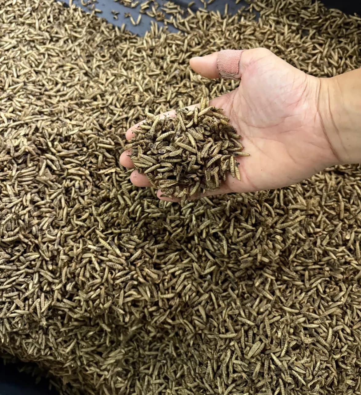 A handful of dried black soldier fly larvae taken from the dryer