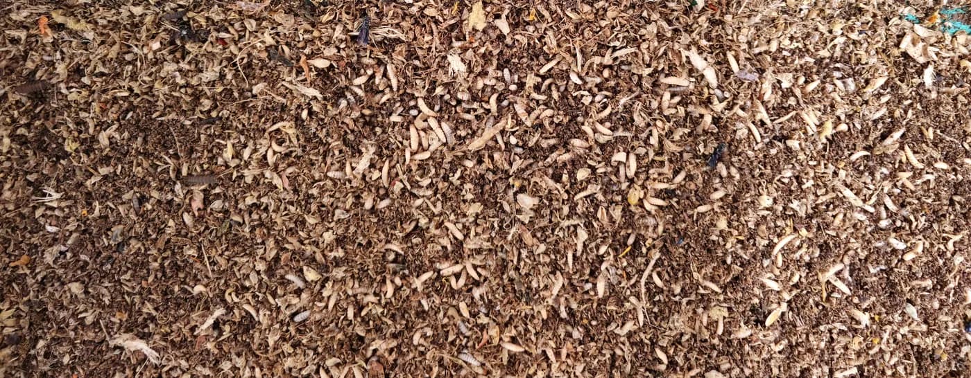 Spent substrate and shed larval skins in a biopond after harvest