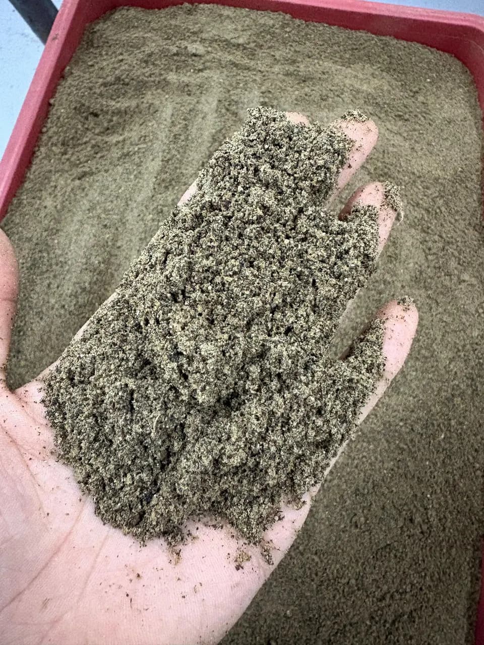 Milled black soldier fly larvae powder held in an open hand