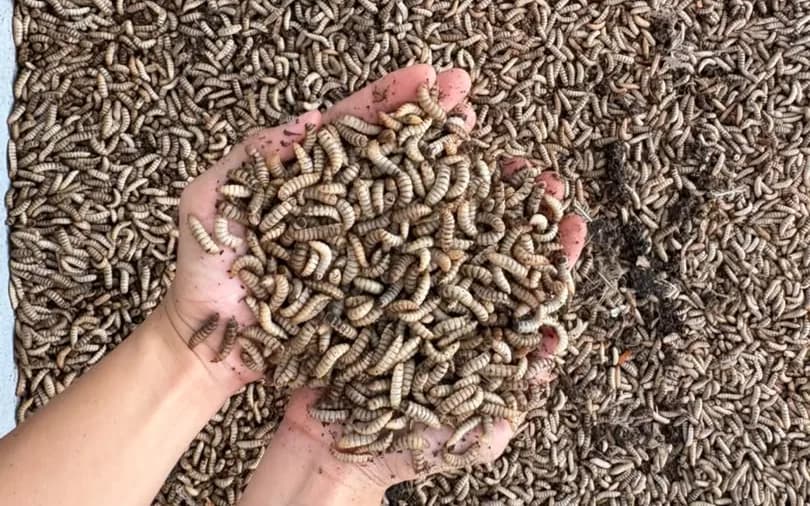 Tangan menadah longgokan larva hidup di atas petak yang dipenuhi larva